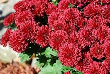 red chrysanthemum flower seeds