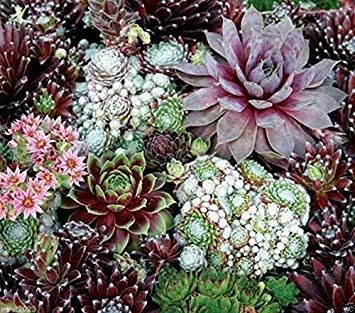 mixed sempervivum flower seeds