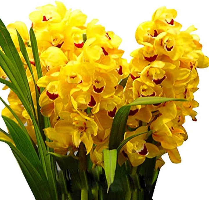 Light Yellow Dendrobium Flower Seeds for Planting, 100 pcs