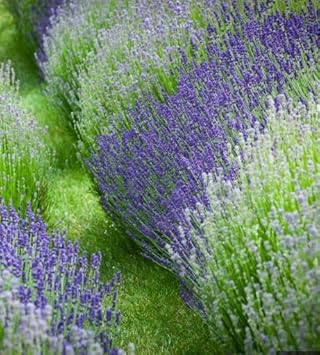 Flower Seeds, Seeds for Planting, Plant Seeds