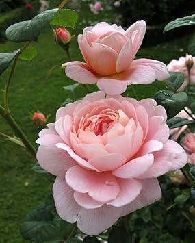 Flower Seeds, Seeds for Planting, Plant Seeds