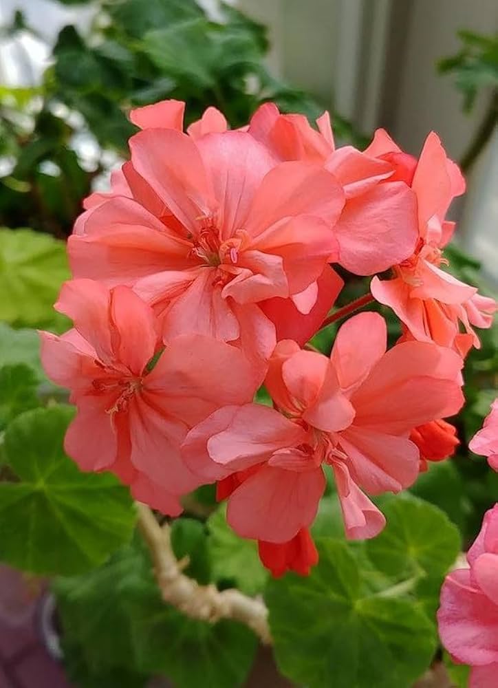 Geranium Light Red White Flower Seeds for Planting 100 pcs