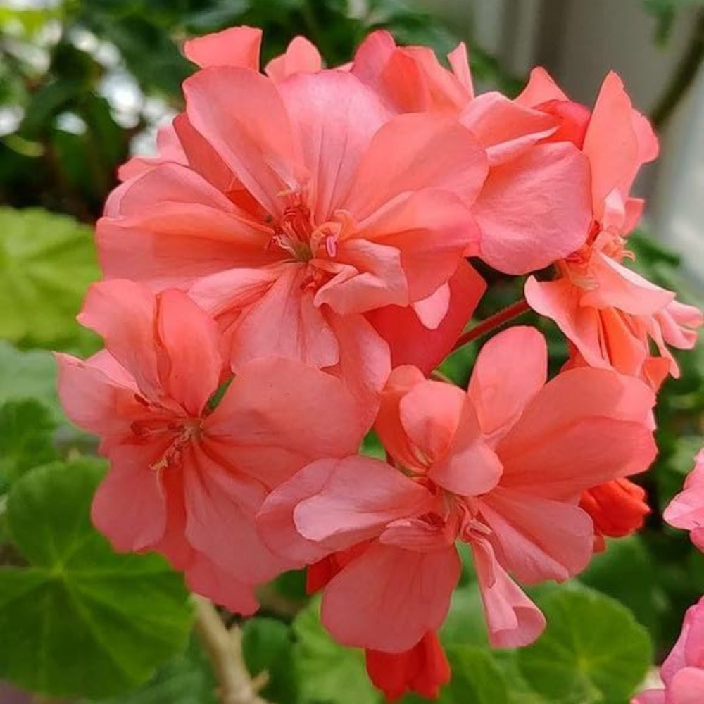 rare geranium flower seeds