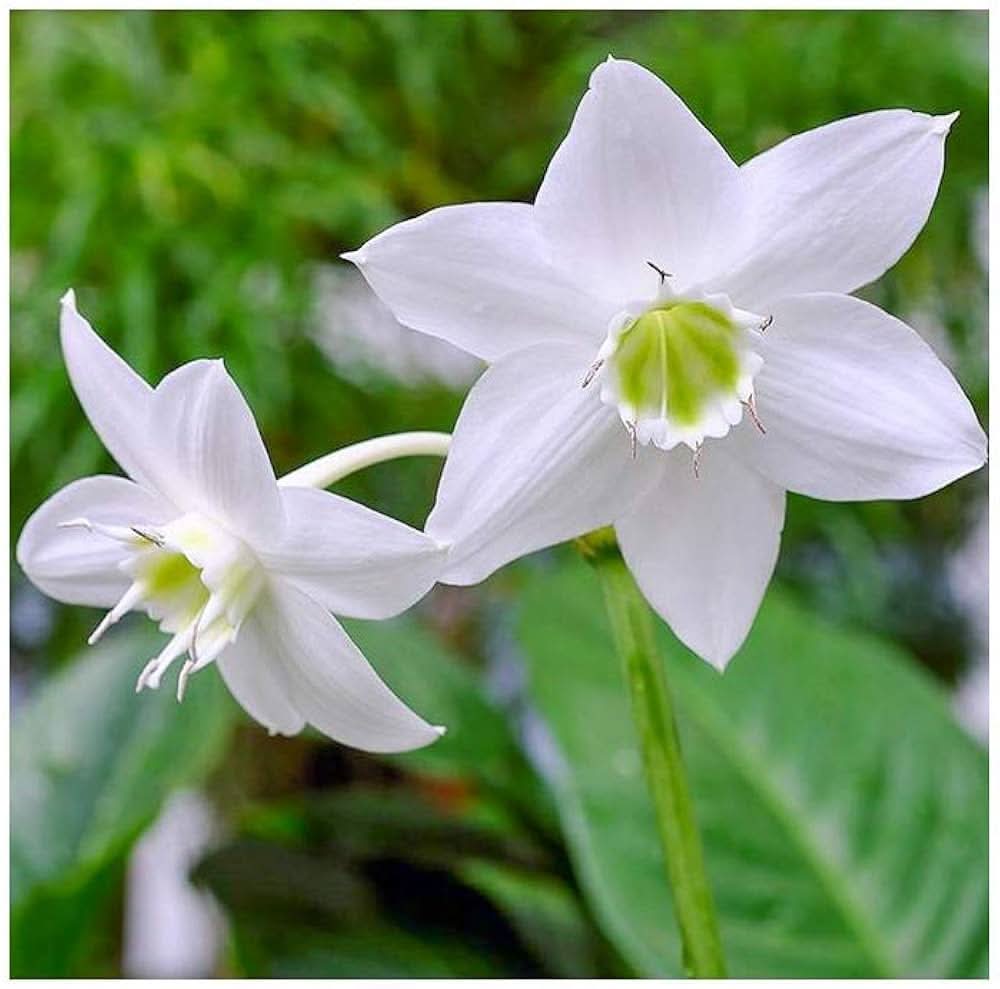 lily lilium flower seeds