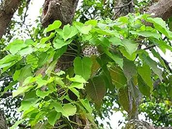 hura crepitans flower seeds