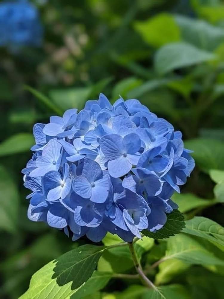 blue hydrangea flower seeds