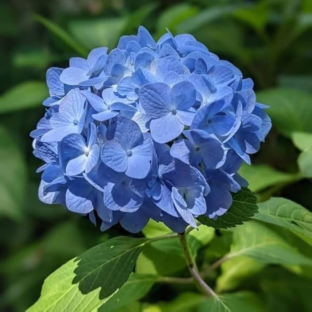 hydrangea hydrangea flower seeds