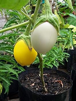 Yellow and White Eggplant Seeds for Planting