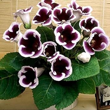 purple white flower seeds