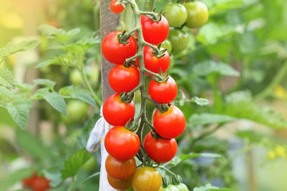 tiger asian flower seeds