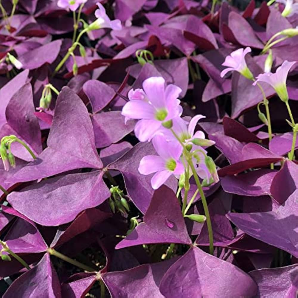 oxalis multi flower seeds