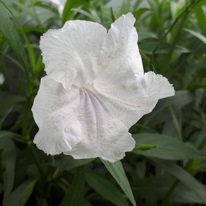 Petunia Hanging Flower Seeds for Planting White 100 pcs