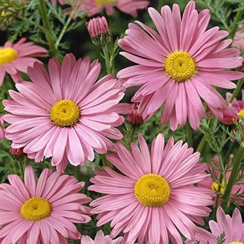 pink chrysanthemum flower seeds