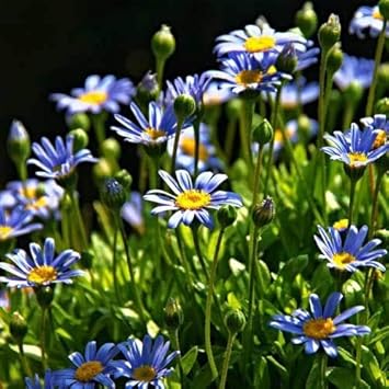blue felicia flower seeds