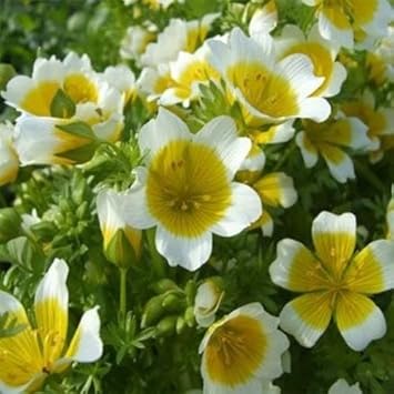 yellow white flower seeds
