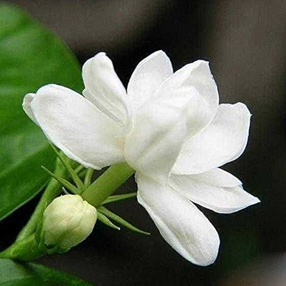 white cape flower seeds