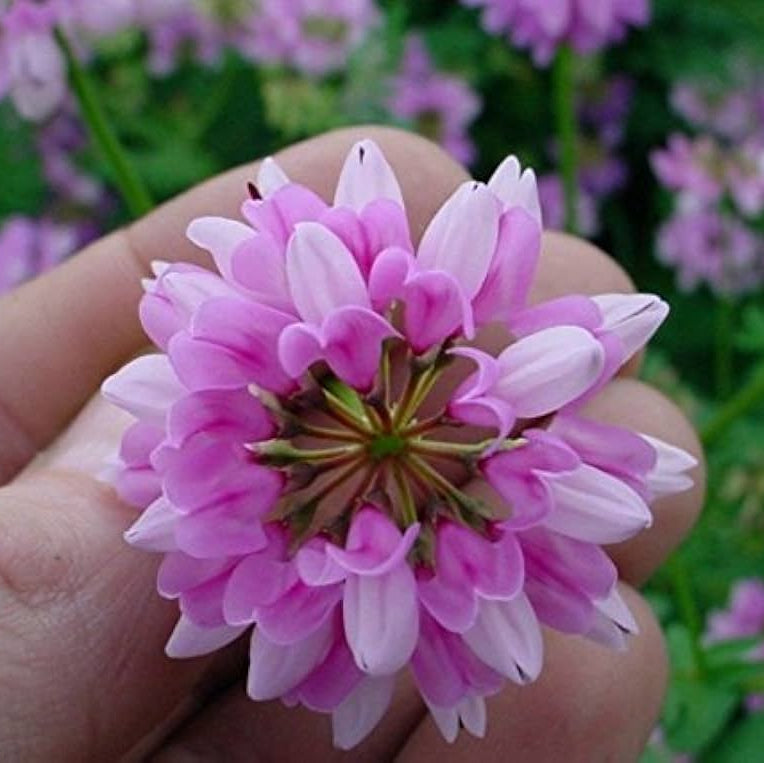 pink crownvetch flower seeds