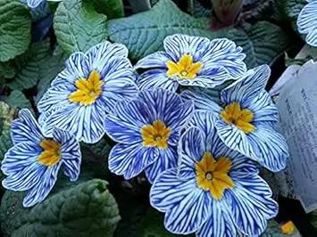 blue europe flower seeds