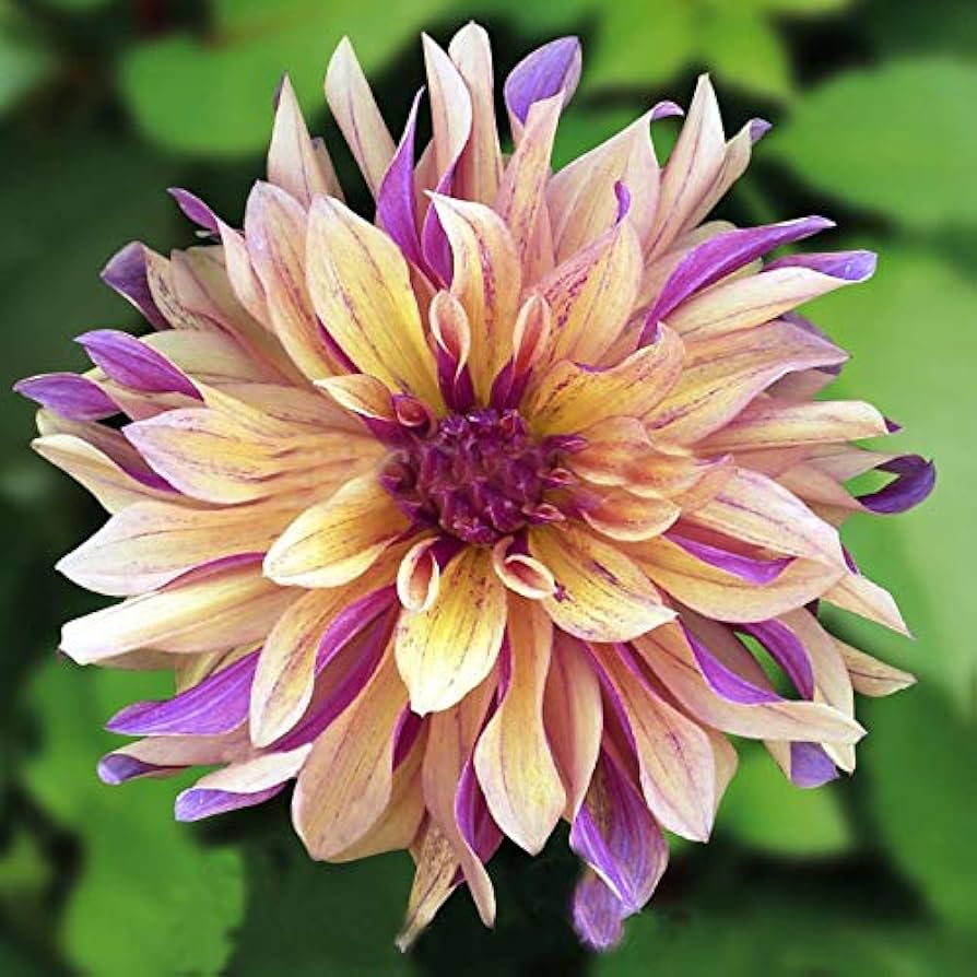 Dahlia Cancan Flower Seeds for Planting 100 pcs