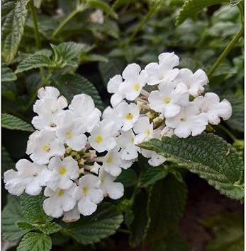 Flower Seeds, Seeds for Planting, Plant Seeds