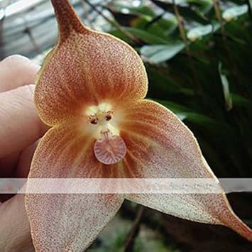 Flower Seeds, Seeds for Planting, Plant Seeds