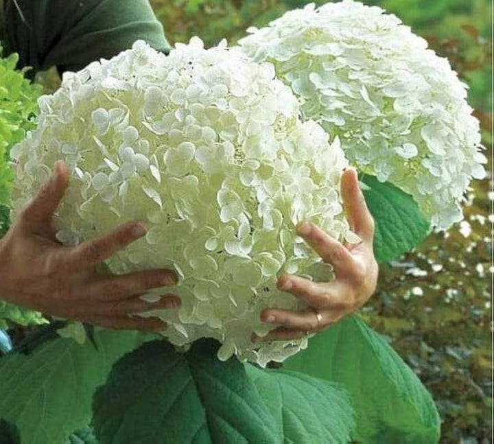 Hydrangeas Annabelle Flower Seeds for Planting 100 pcs