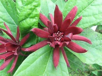 red calycanthus flower seeds