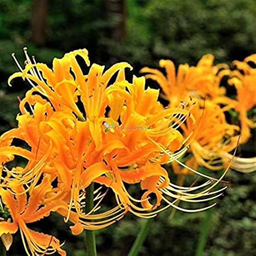 stone lycoris flower seeds