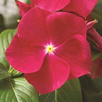 Flower Seeds, Seeds for Planting, Plant Seeds