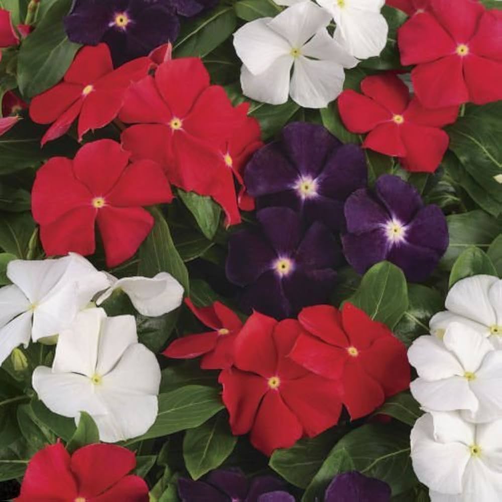dwarf little flower seeds