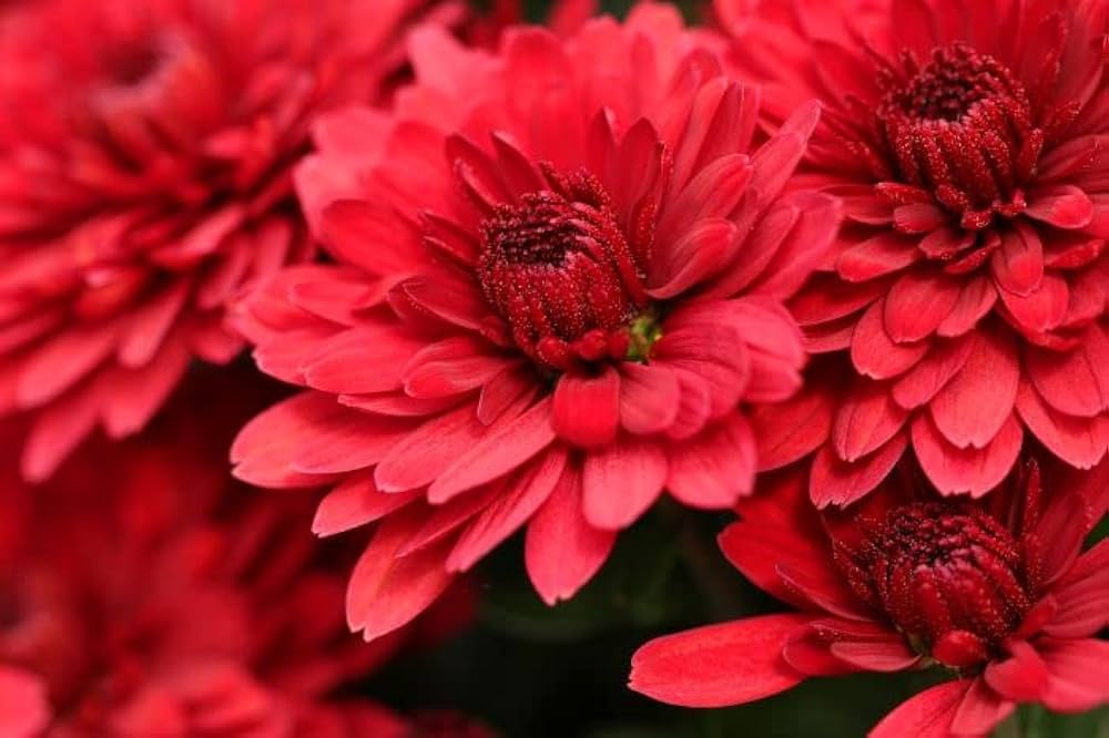 red chrysanthemum flower seeds