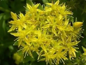 yellow aizoon flower seeds