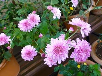 Flower Seeds, Seeds for Planting, Plant Seeds