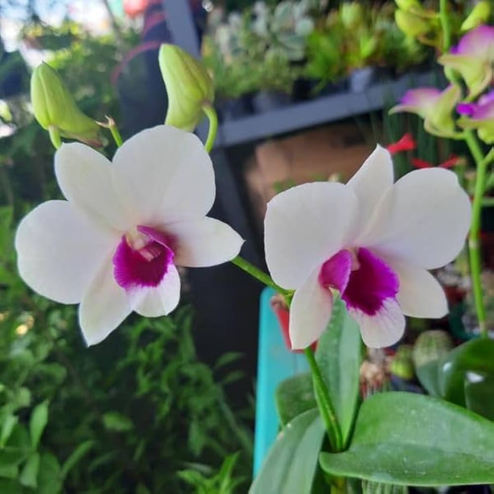 dendrobium flower flower seeds