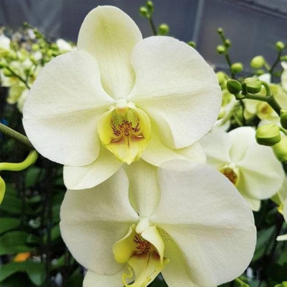 Heirloom Light Yellow Phalaenopsis Orchid Flower Seeds – Non-GMO Exotic Blooms for Planting, High Germination
