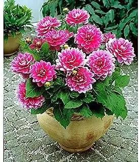 pink multi flower seeds
