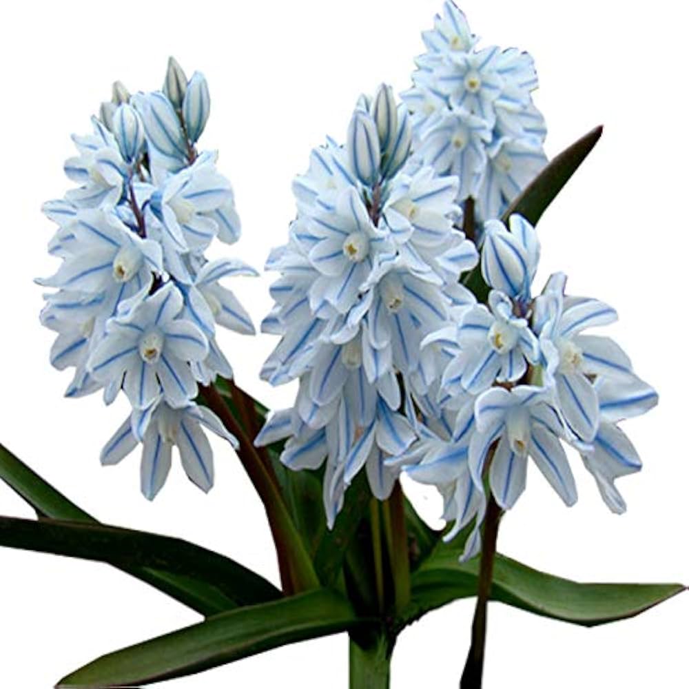 snow drop flower seeds Nivalis SnowDrop Flower Seeds for Garden Planting – Non-GMO Heirloom O – Neeraseeds