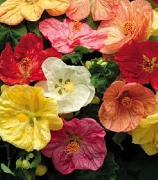mixed hibiscus flower seeds