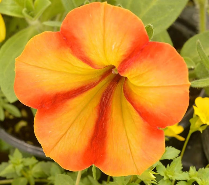 Orange Yellow Petunia Flower Seeds 100 pcs