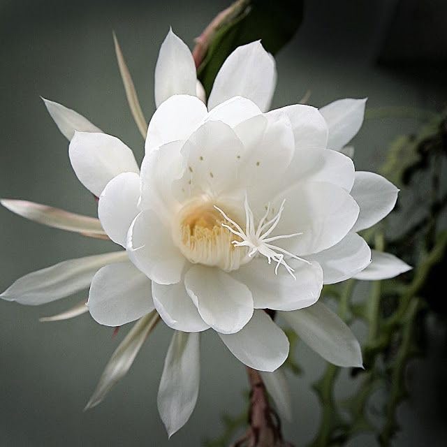 Heirloom Epiphyllum Flower Seeds, Non-GMO Night-Blooming Cactus Blooms for Garden Planting
