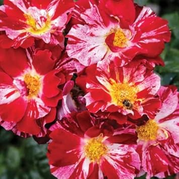 red white flower seeds