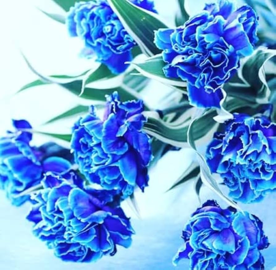 Dark Blue Carnation Flower Seeds for Planting – Heirloom, Non-GMO, High Germination Organic Garden Seeds