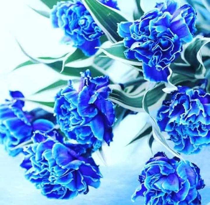 Dark Blue Carnation Flower Seeds for Planting – Heirloom, Non-GMO, High Germination Organic Garden Seeds
