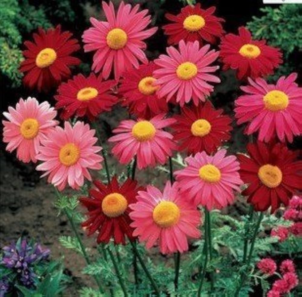 pyrethrum tanacetum flower seeds