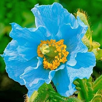 blue organic flower seeds