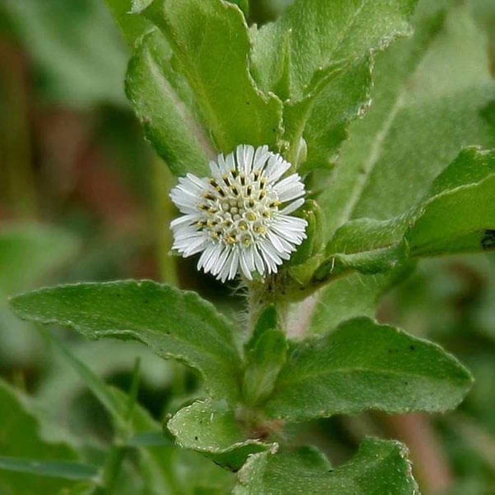 Bhringraj blomsterfrø til plantning - 100 stk