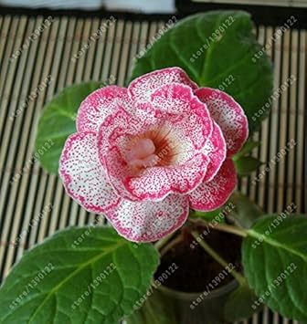 Flower Seeds, Seeds for Planting, Plant Seeds