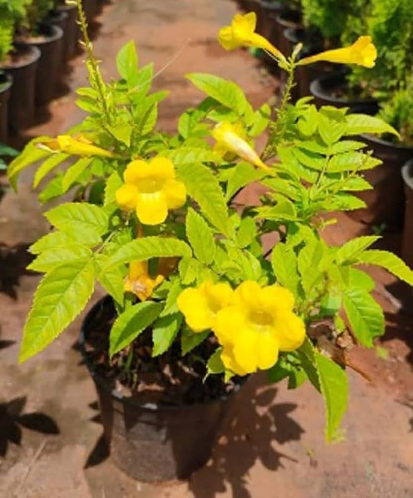 chilean bellflower flower seeds
