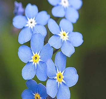 organic forget flower seeds