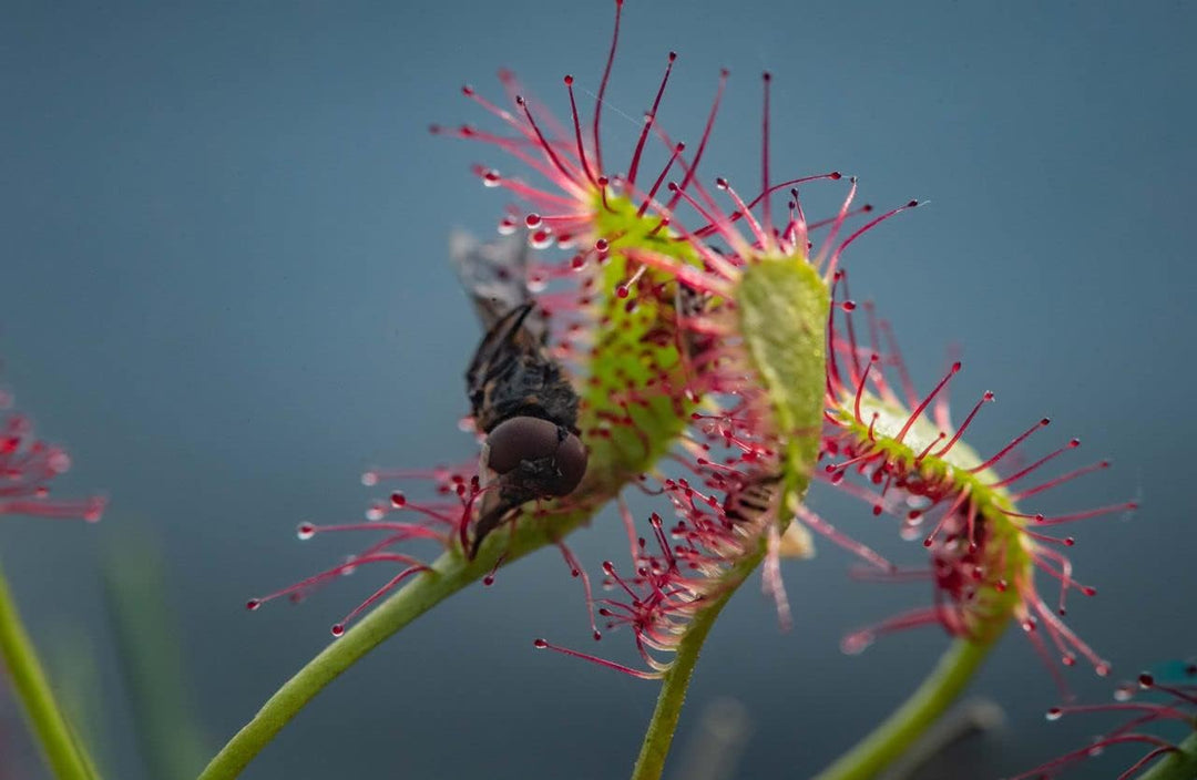 Flower Seeds, Seeds for Planting, Plant Seeds
